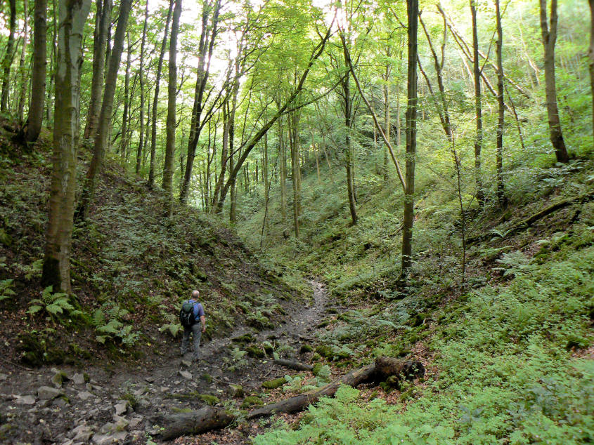 Little Shacklow Wood Little Shacklow Wood